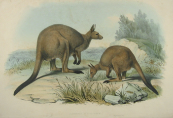 John Gould Macropodidae